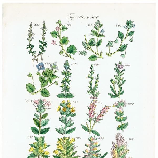 ꥹ ƥ ܥ˥륢 塞ϥ°ޥ°ʤ  (British wild flowers)  1876ǯ 0707