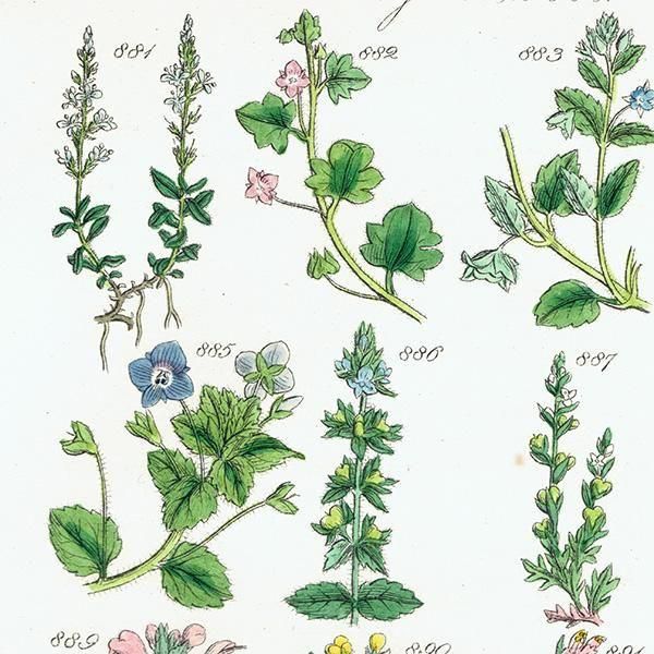 ꥹ ƥ ܥ˥륢 塞ϥ°ޥ°ʤ  (British wild flowers)  1876ǯ 0707