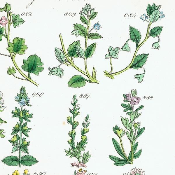 ꥹ ƥ ܥ˥륢 塞ϥ°ޥ°ʤ  (British wild flowers)  1876ǯ 0707