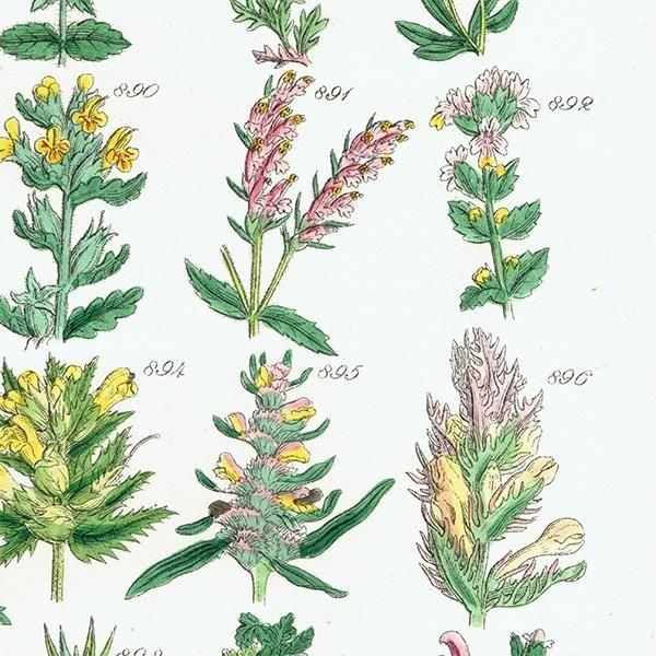 ꥹ ƥ ܥ˥륢 塞ϥ°ޥ°ʤ  (British wild flowers)  1876ǯ 0707