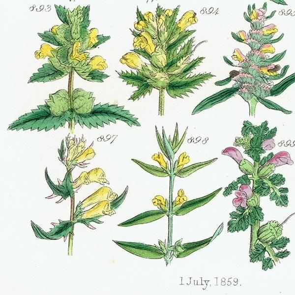 ꥹ ƥ ܥ˥륢 塞ϥ°ޥ°ʤ  (British wild flowers)  1876ǯ 0707
