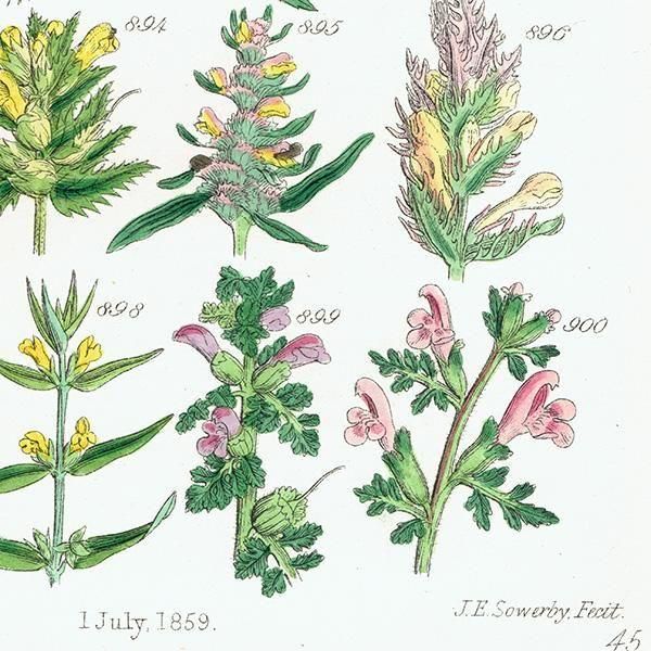 ꥹ ƥ ܥ˥륢 塞ϥ°ޥ°ʤ  (British wild flowers)  1876ǯ 0707