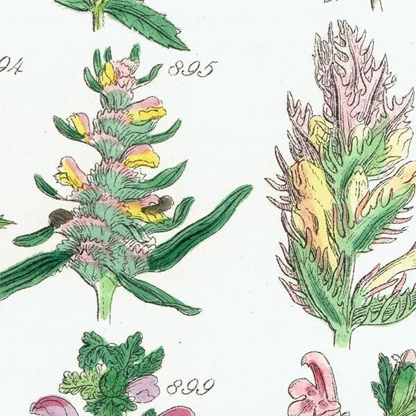 ꥹ ƥ ܥ˥륢 塞ϥ°ޥ°ʤ  (British wild flowers)  1876ǯ 0707