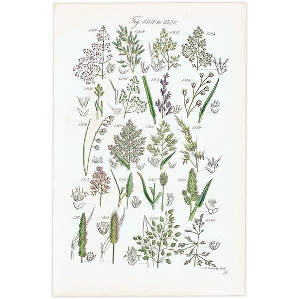 ꥹ ƥ ܥ˥륢 ᥬ°ܥ°ꥢ°ʤ  (British wild flowers)  1876ǯ 0708