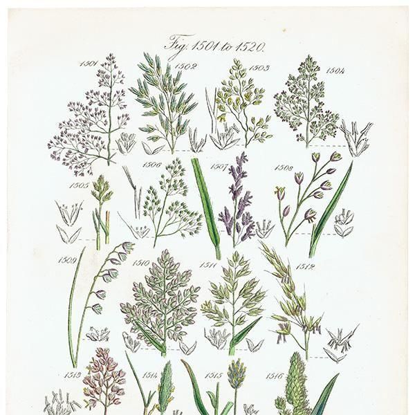 ꥹ ƥ ܥ˥륢 ᥬ°ܥ°ꥢ°ʤ  (British wild flowers)  1876ǯ 0708