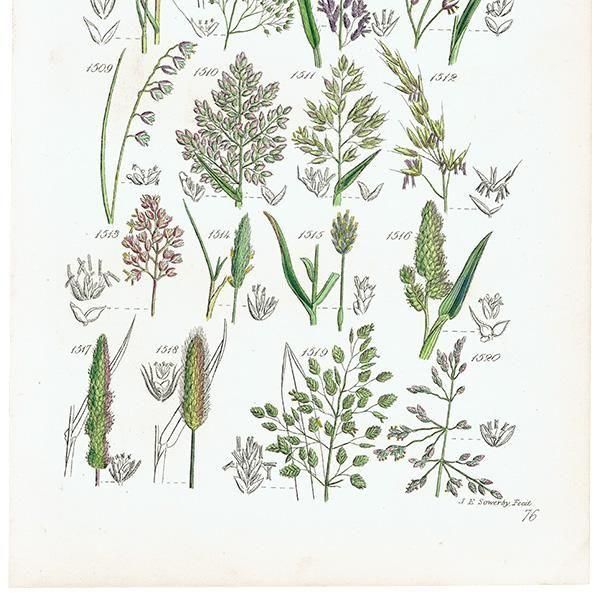 ꥹ ƥ ܥ˥륢 ᥬ°ܥ°ꥢ°ʤ  (British wild flowers)  1876ǯ 0708