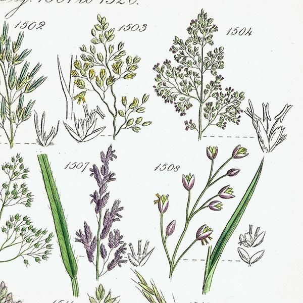 ꥹ ƥ ܥ˥륢 ᥬ°ܥ°ꥢ°ʤ  (British wild flowers)  1876ǯ 0708