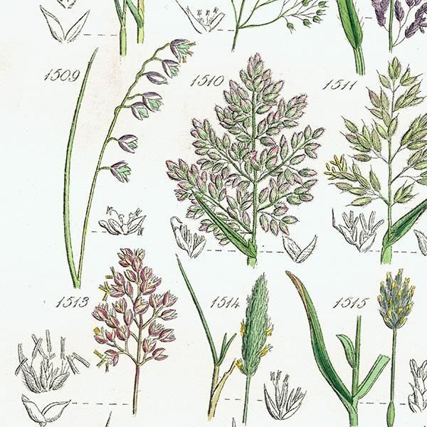 ꥹ ƥ ܥ˥륢 ᥬ°ܥ°ꥢ°ʤ  (British wild flowers)  1876ǯ 0708