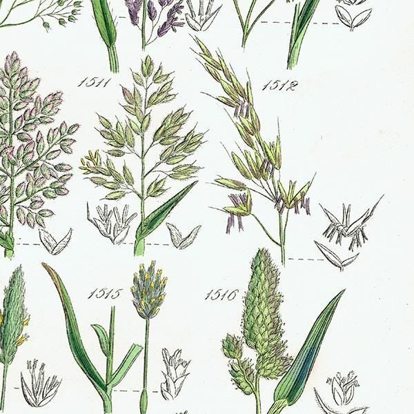 ꥹ ƥ ܥ˥륢 ᥬ°ܥ°ꥢ°ʤ  (British wild flowers)  1876ǯ 0708