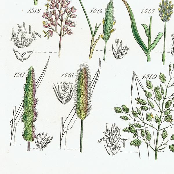 ꥹ ƥ ܥ˥륢 ᥬ°ܥ°ꥢ°ʤ  (British wild flowers)  1876ǯ 0708