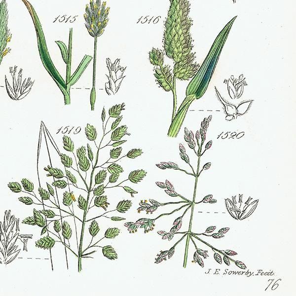 ꥹ ƥ ܥ˥륢 ᥬ°ܥ°ꥢ°ʤ  (British wild flowers)  1876ǯ 0708