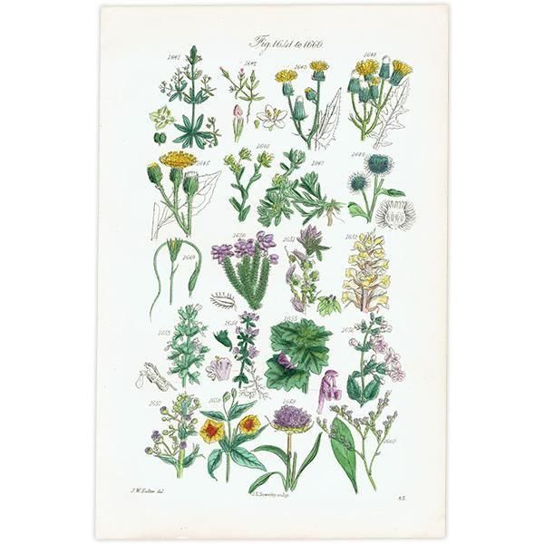 ꥹ ƥ ܥ˥륢 ʥݥ°ܥ°ꥢ°ʤ  (British wild flowers)  1876ǯ 0709