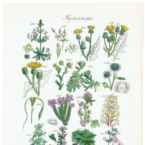 ꥹ ƥ ܥ˥륢 ʥݥ°ܥ°ꥢ°ʤ  (British wild flowers)  1876ǯ 0709