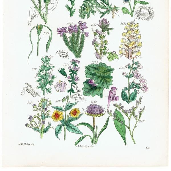 ꥹ ƥ ܥ˥륢 ʥݥ°ܥ°ꥢ°ʤ  (British wild flowers)  1876ǯ 0709