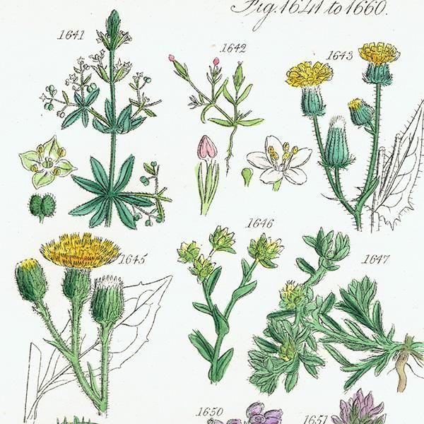 ꥹ ƥ ܥ˥륢 ʥݥ°ܥ°ꥢ°ʤ  (British wild flowers)  1876ǯ 0709