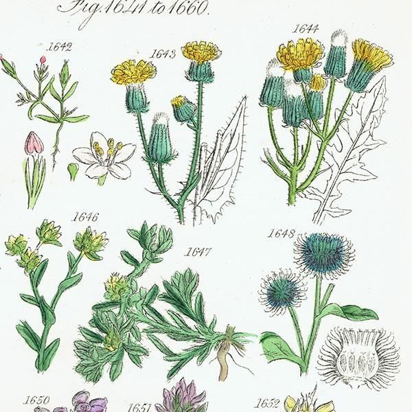ꥹ ƥ ܥ˥륢 ʥݥ°ܥ°ꥢ°ʤ  (British wild flowers)  1876ǯ 0709
