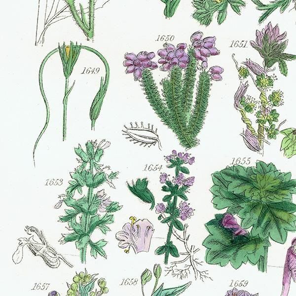 ꥹ ƥ ܥ˥륢 ʥݥ°ܥ°ꥢ°ʤ  (British wild flowers)  1876ǯ 0709