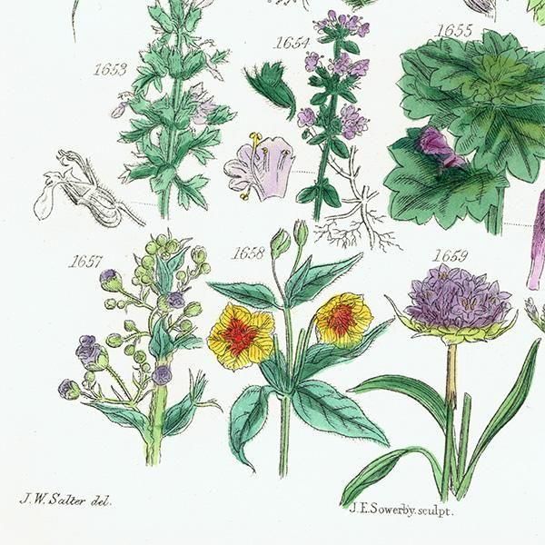 ꥹ ƥ ܥ˥륢 ʥݥ°ܥ°ꥢ°ʤ  (British wild flowers)  1876ǯ 0709