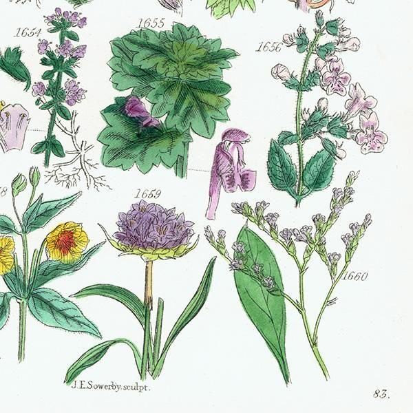 ꥹ ƥ ܥ˥륢 ʥݥ°ܥ°ꥢ°ʤ  (British wild flowers)  1876ǯ 0709