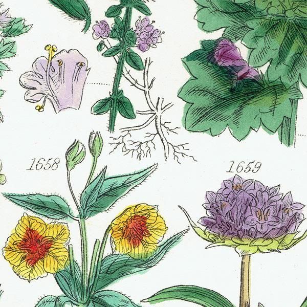 ꥹ ƥ ܥ˥륢 ʥݥ°ܥ°ꥢ°ʤ  (British wild flowers)  1876ǯ 0709