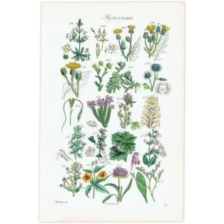 ꥹ ƥ ܥ˥륢 ʥݥ°ܥ°ꥢ°ʤ  (British wild flowers)  1876ǯ 0709