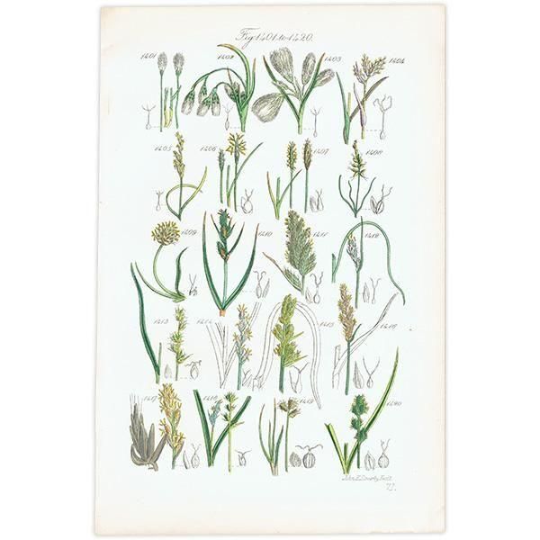 ꥹ ƥ ܥ˥륢 勵°°ʤ  (British wild flowers)  1876ǯ 0710