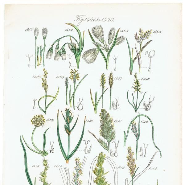 ꥹ ƥ ܥ˥륢 勵°°ʤ  (British wild flowers)  1876ǯ 0710