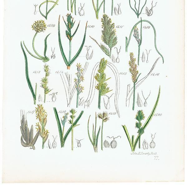 ꥹ ƥ ܥ˥륢 勵°°ʤ  (British wild flowers)  1876ǯ 0710