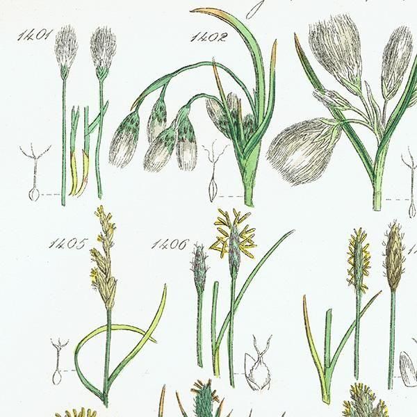 ꥹ ƥ ܥ˥륢 勵°°ʤ  (British wild flowers)  1876ǯ 0710
