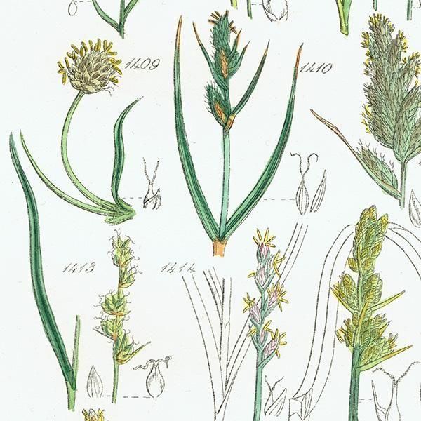 ꥹ ƥ ܥ˥륢 勵°°ʤ  (British wild flowers)  1876ǯ 0710
