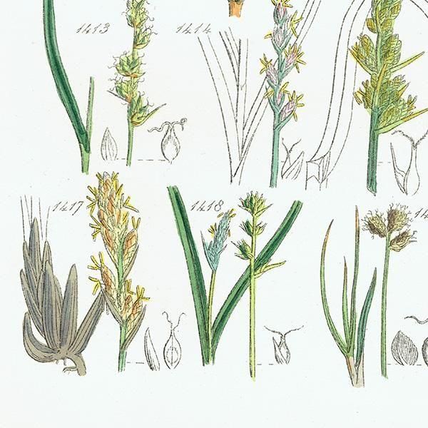 ꥹ ƥ ܥ˥륢 勵°°ʤ  (British wild flowers)  1876ǯ 0710