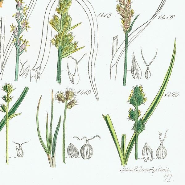 ꥹ ƥ ܥ˥륢 勵°°ʤ  (British wild flowers)  1876ǯ 0710