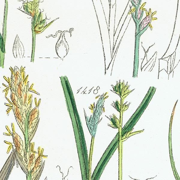 ꥹ ƥ ܥ˥륢 勵°°ʤ  (British wild flowers)  1876ǯ 0710