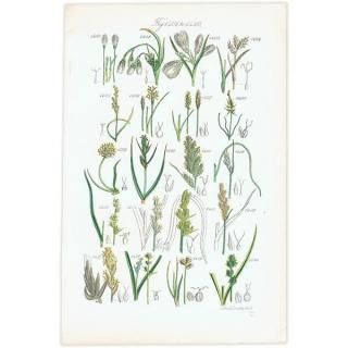 ꥹ ƥ ܥ˥륢 勵°°ʤ  (British wild flowers)  1876ǯ 0710