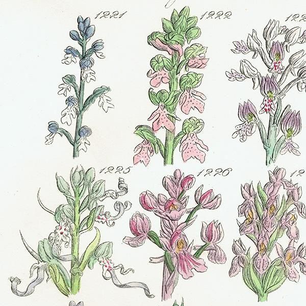 イギリス アンティーク ボタニカルアート オルキス属、ムカゴソウなど  (British wild flowers)  1876年 0711