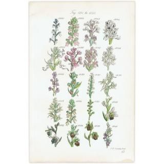 ꥹ ƥ ܥ˥륢 륭°५ʤ  (British wild flowers)  1876ǯ 0711