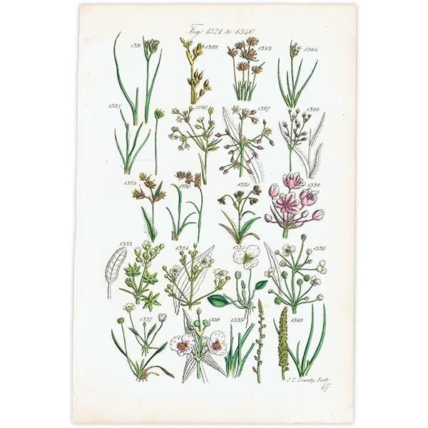 ꥹ ƥ ܥ˥륢 ϥʥ°°°ʤ  (British wild flowers)  1876ǯ 0712