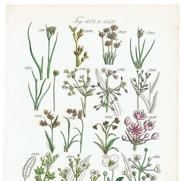 ꥹ ƥ ܥ˥륢 ϥʥ°°°ʤ  (British wild flowers)  1876ǯ 0712