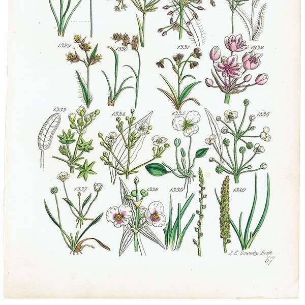ꥹ ƥ ܥ˥륢 ϥʥ°°°ʤ  (British wild flowers)  1876ǯ 0712