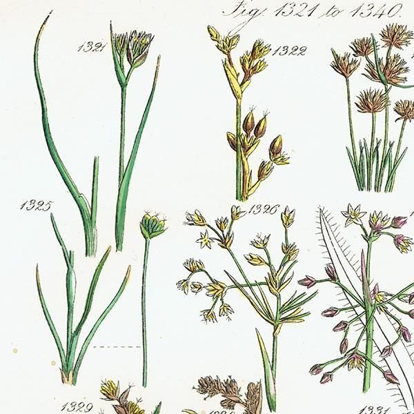 ꥹ ƥ ܥ˥륢 ϥʥ°°°ʤ  (British wild flowers)  1876ǯ 0712