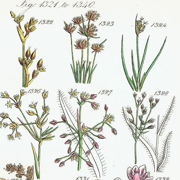 ꥹ ƥ ܥ˥륢 ϥʥ°°°ʤ  (British wild flowers)  1876ǯ 0712