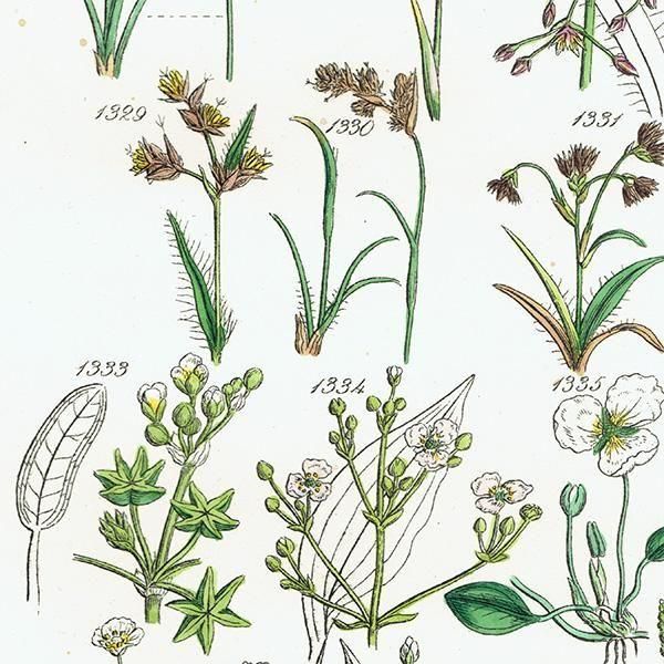 ꥹ ƥ ܥ˥륢 ϥʥ°°°ʤ  (British wild flowers)  1876ǯ 0712