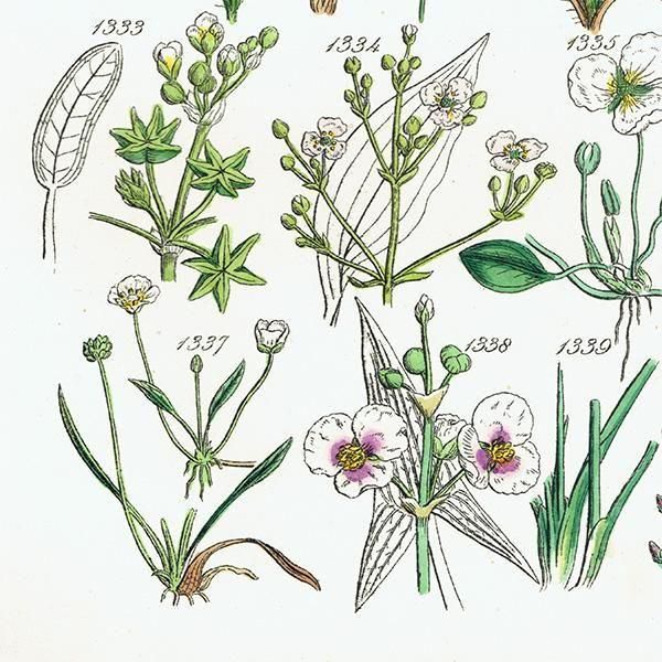 ꥹ ƥ ܥ˥륢 ϥʥ°°°ʤ  (British wild flowers)  1876ǯ 0712