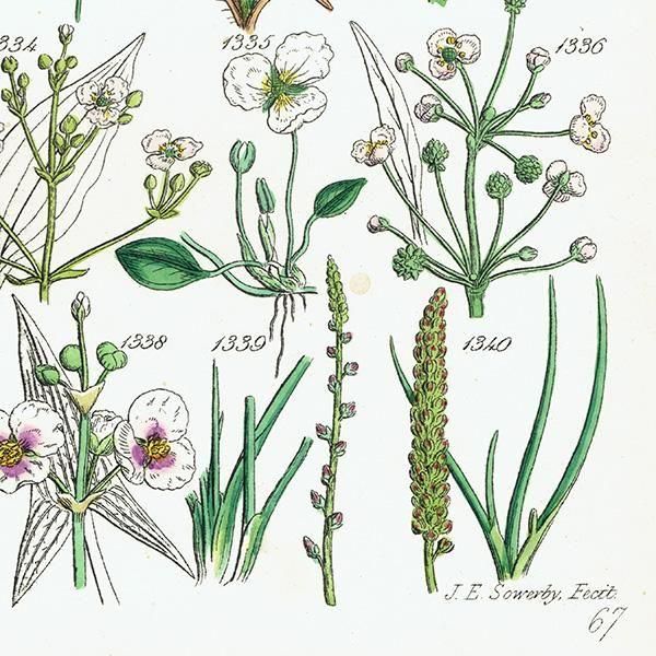 ꥹ ƥ ܥ˥륢 ϥʥ°°°ʤ  (British wild flowers)  1876ǯ 0712