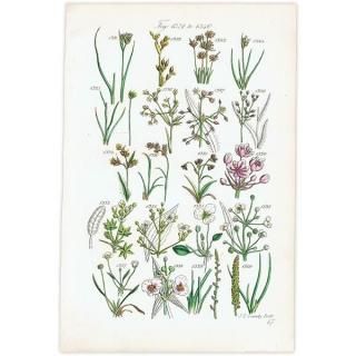 ꥹ ƥ ܥ˥륢 ϥʥ°°°ʤ  (British wild flowers)  1876ǯ 0712