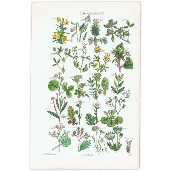 ꥹ ƥ ܥ˥륢 ϥꥨ˥°С業Υ°ʤ  (British wild flowers)  1876ǯ 0713