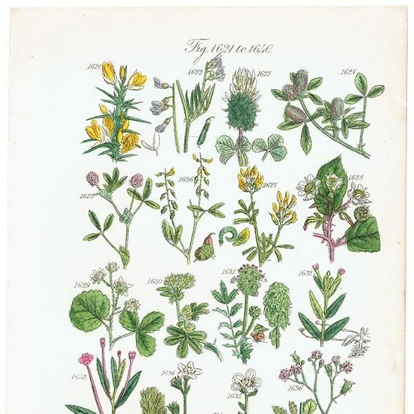 ꥹ ƥ ܥ˥륢 ϥꥨ˥°С業Υ°ʤ  (British wild flowers)  1876ǯ 0713