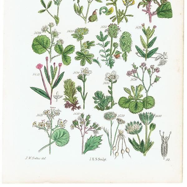 ꥹ ƥ ܥ˥륢 ϥꥨ˥°С業Υ°ʤ  (British wild flowers)  1876ǯ 0713