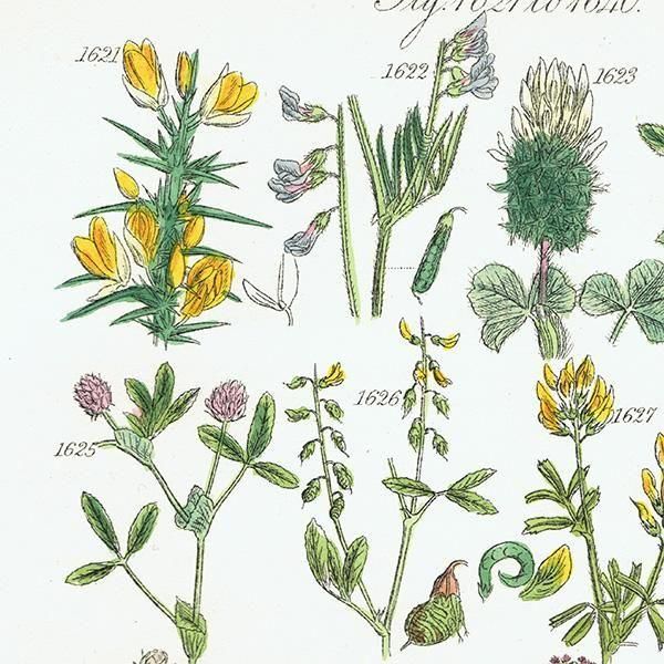 ꥹ ƥ ܥ˥륢 ϥꥨ˥°С業Υ°ʤ  (British wild flowers)  1876ǯ 0713