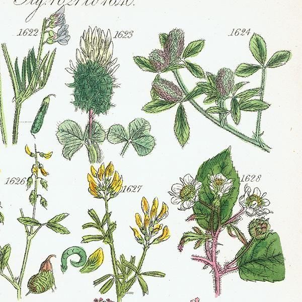 ꥹ ƥ ܥ˥륢 ϥꥨ˥°С業Υ°ʤ  (British wild flowers)  1876ǯ 0713